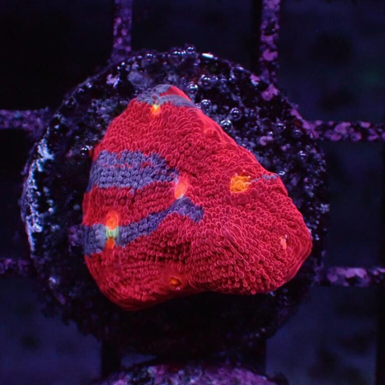 Jelly Bean Chalice F10 Fast Delivery Abyss Aquatics UK