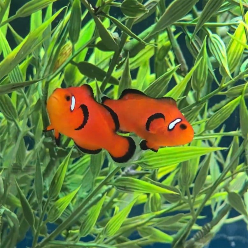 nearly naked wysiwyg clown pair