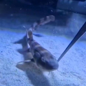 The Brown Banded Bamboo Shark Female, Chiloscyllium punctatum, at the Abyss. hvl
