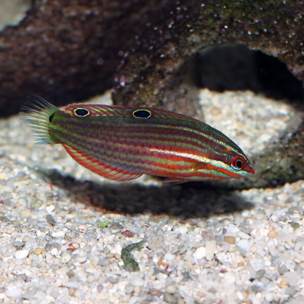 Red-Lined Wrasse Juv/Female