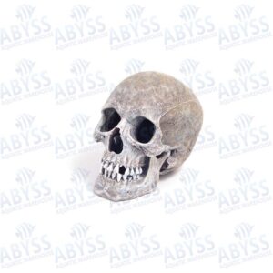 Rosewood Life-Like Human Skull 91358