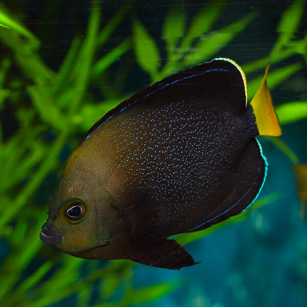 Bluespot Angelfish, Chaetodontoplus cyanopunctatus,