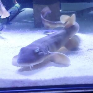 brown banded bamboo shark. image taken by hannah@abyss