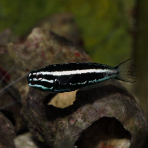 Kamohara Fang Blennies, Meiacanthus kamoharai,