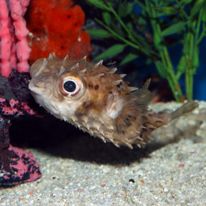 The Spiny Pufferfish, Chilomycterus antennatus,or the Bridled Burrfish at the Abyss mjs