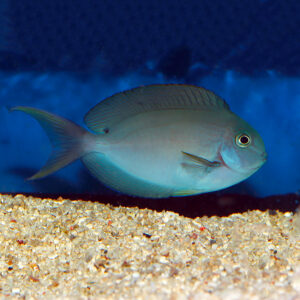 Thompsons Tang, Acanthurus thompsoni, are also named Whitetail Surgeonfish. mjs
