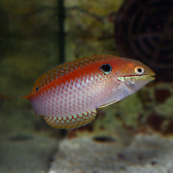 Vivien's Leopard Wrasse, (Macropharyngodon vivienae) also goes by the name Madagascar Wrasse.