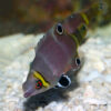 Yellow Banded Possum Wrasse, Wetmorella nigropinnata, also go by the name Yellowbanded Sharpnose Wrasse.