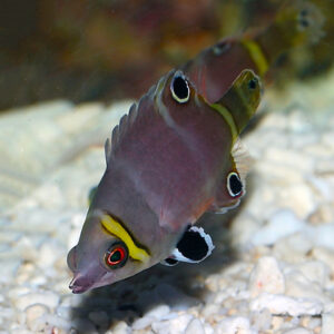 Yellow Banded Possum Wrasse, Wetmorella nigropinnata, also go by the name Yellowbanded Sharpnose Wrasse.