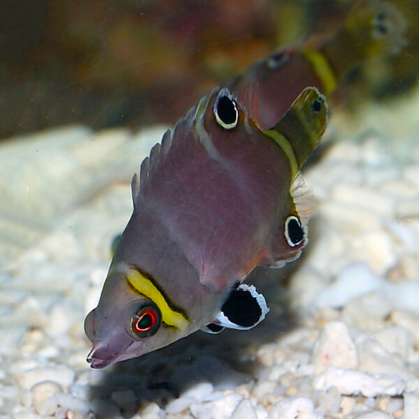 Yellow Banded Possum Wrasse, Wetmorella nigropinnata, also go by the name Yellowbanded Sharpnose Wrasse.