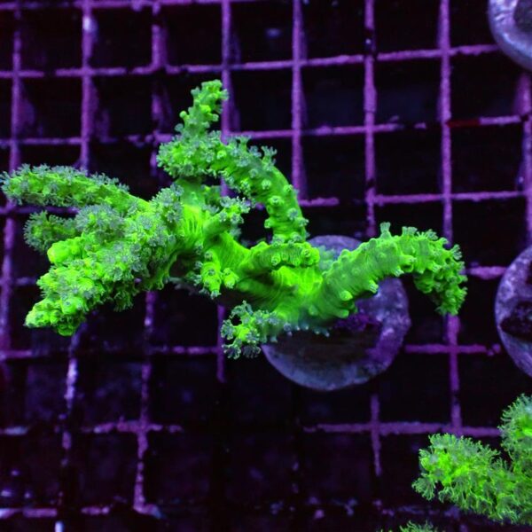 Australian Sinularia Finger Leathers are bright green gorgeous corals.