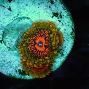 Grand Master Krakatoa Zoanthid, also known as GMK Zoas,