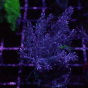 The Mocha Kenya Tree coral is a soft coral known for its elegant, tree-like appearance with a central stalk and multiple branching arms that sway gently in the current.