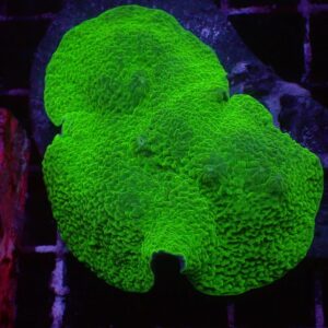 Mussoides Rhodactis Mushrooms are gorgeous corals with vivid colours and unusual shapes.