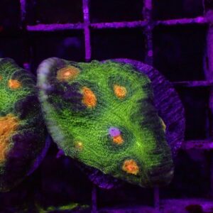 Space Invader Chalices are beautiful green corals that offset dazzling bright eyes.