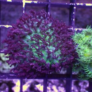 St Thomas Rhodactis Mushrooms are gorgeous corals with vivid colours and unusual shapes.