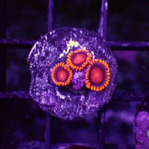 Bam Bam Zoanthid, or Bam Bam Zoa, are gorgeous, popular soft corals thanks to their brilliant colour.