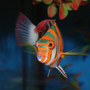 The Harlequin Tusk Indo Adult, Choerodon fasciatus, native to Indonesia