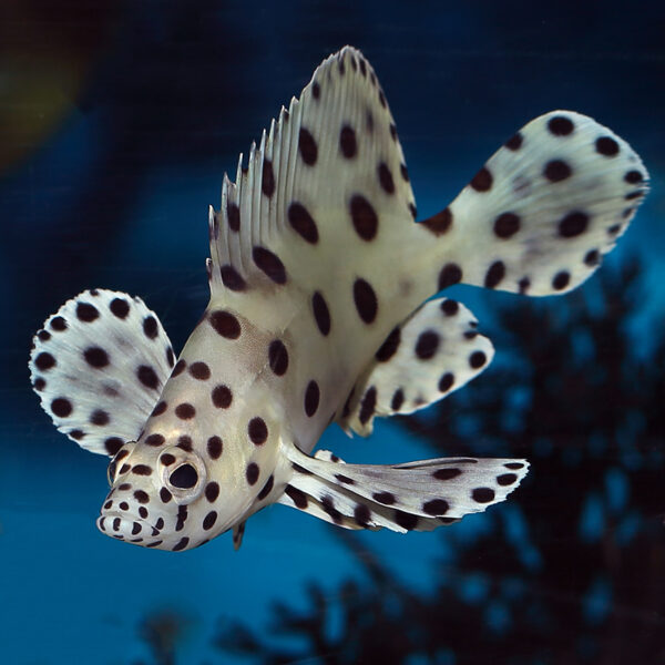 The Panther Grouper (Cromileptes altivelis) also goes by the name humpback grouper.