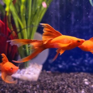 Tropical fish For Sale online. Healthy Cheap Quality sep st Abyss Aquatics UK