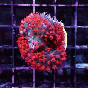 Red St Thomas Rhodactis Mushrooms are gorgeous corals with vivid colours and unusual shapes.