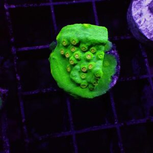 Reptor Cyphastrea