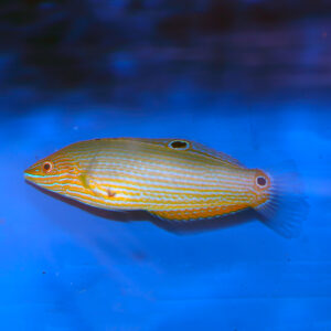 Richmond Wrasse Juv/Female