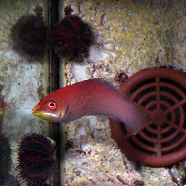 Striated Wrasse, Pseudocheilinus evanidus,