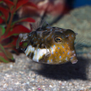 Thornback Cowfish