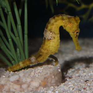 Yellow Erectus Seahorse Female Tank Bred