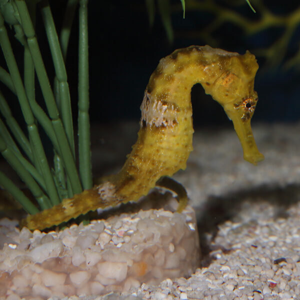 Yellow Erectus Seahorse Female Tank Bred
