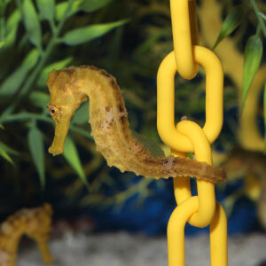 Tank Bred Male Yellow Erectus Seahorse, Hippocampus erectus, also go by the name lined seahorse.