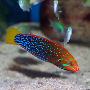 Yellowtail Coris Wrasse male