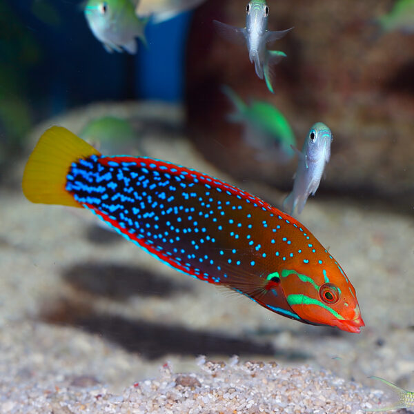 Yellowtail Coris Wrasse male