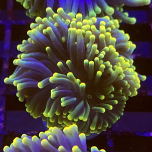 Rasta Torch corals Type Two, Euphyllia glabrescens, are magnificent hard corals