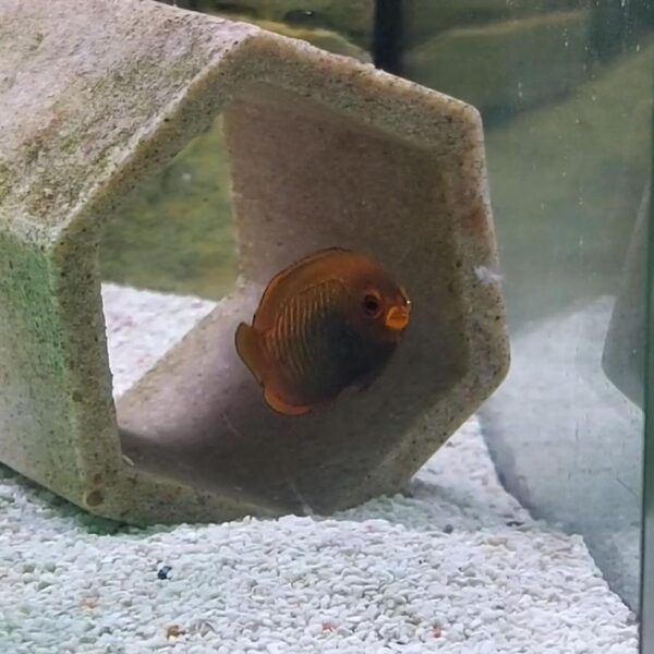 Tank Bred Golden Angelfish, Centropyge aurantia, at the abyss hvl