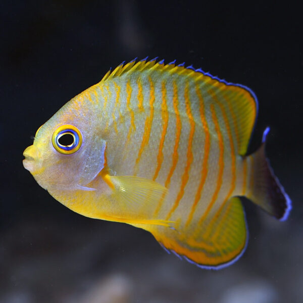 Tigerpyge Angelfish, Centropyge eibli/Centropyge flavissima