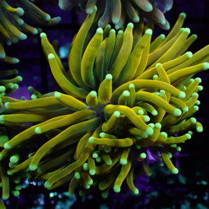 Banana Torch corals, Euphyllia glabrescens, are magnificent hard corals.
