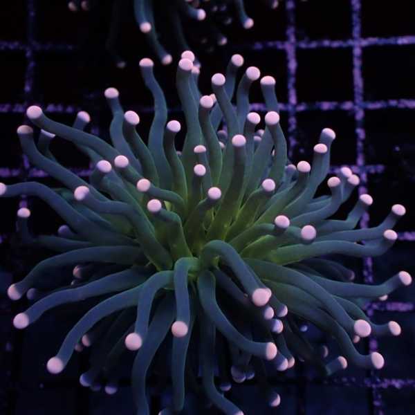 Malaysian Miami Torch corals, Euphyllia glabrescens, are magnificent hard corals.