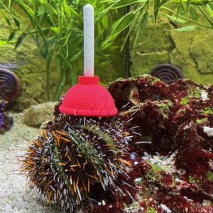 orange spine urchin and hat