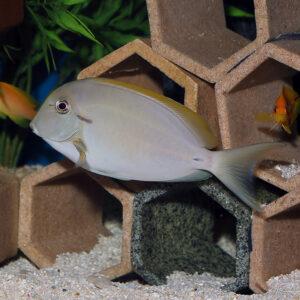 Epaulette Tangs, Acanthurus nigricauda, can also be called Eyeline Surgeonfish.