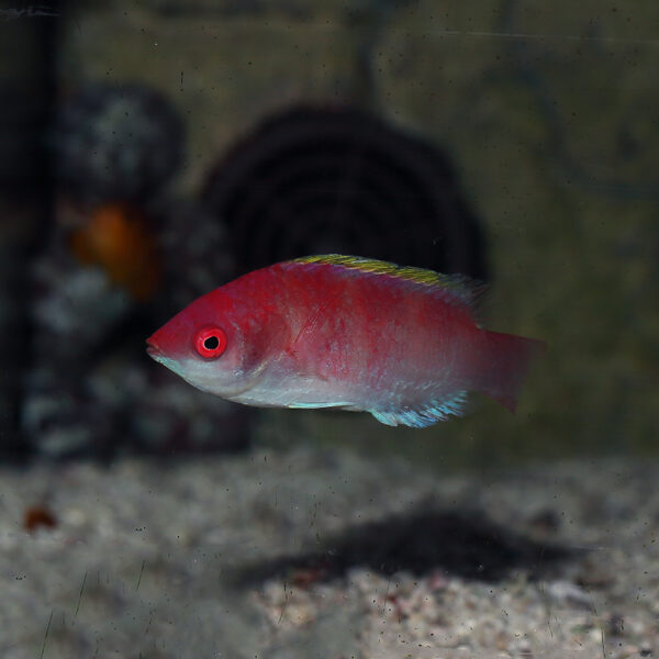 Yellowfin Fairy Wrasse, Cirrhilabrus flavidorsalis,