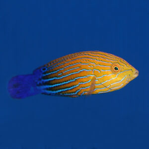 Feminus Tamarin Wrasse