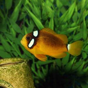 Deluxe Clarkii Clownfish mjs