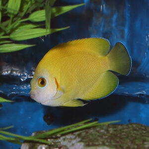 Lemon Peel Angelfish Hybrid at the Abyss. mjs
