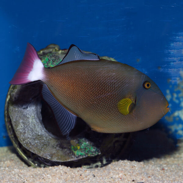 The Pinktail Trigger, Melichthys vidua, at the abyss. mjs