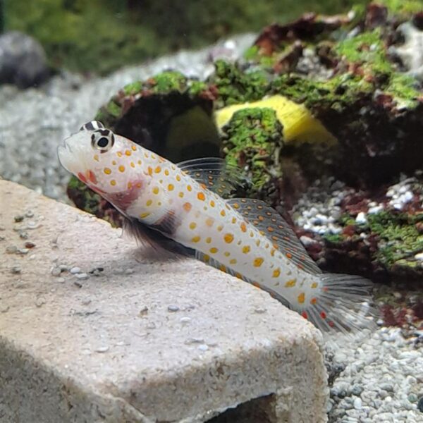 Sunspot Shrimp Goby, Amblyeleotris guttata, at the abyss. HVL