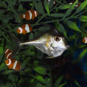 The Tripod Filefish (Tripodichthys sp.) is a distinctive member of the Triacanthidae family,