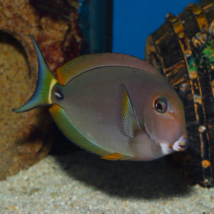 Pale Lipped Tangs, Acanthurus Leucocheilus, White Face Tang or Surgeonfish At the Abyss. mjs