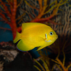 Cocos Lemon Peel Angelfish at the Abyss mjs